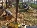 Cùng cực ngày về Cùng cực ngày về