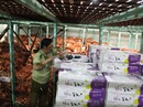 Lỏng lẻo quản lý trái cây ngoại Lỏng lẻo quản lý trái cây ngoại