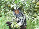 Thu tiền tỉ trên vùng đất chết Thu tiền tỉ trên vùng đất chết