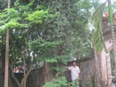 Lo mất 2 cây sưa 150 tỉ đồng Lo mất 2 cây sưa 150 tỉ đồng