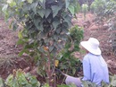 Hạt ca-ri rớt giá 10 lần, nông dân chặt bỏ cây Hạt ca-ri rớt giá 10 lần, nông dân chặt bỏ cây