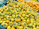 Hồng Đà Lạt rớt giá thê thảm Hồng Đà Lạt rớt giá thê thảm