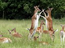 Mãn nhãn với vườn thú bán hoang dã Vinpearl Safari Phú Quốc Mãn nhãn với vườn thú bán hoang dã Vinpearl Safari Phú Quốc