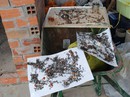 Ruồi ken đặc, sinh hoạt người dân rối loạn Ruồi ken đặc, sinh hoạt người dân rối loạn
