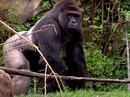 Tranh cãi quanh việc sở thú Mỹ bắn khỉ đột cứu bé trai Tranh cãi quanh việc sở thú Mỹ bắn khỉ đột cứu bé trai
