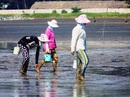 Thực hư chuyện nghêu chết diện rộng ở Cần Giờ Thực hư chuyện nghêu chết diện rộng ở Cần Giờ