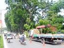 Chuyển 106 cây xanh "nhường" đất cho đường sắt trên cao