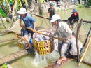 Cá tra sập bẫy thương lái Trung Quốc Cá tra sập bẫy thương lái Trung Quốc