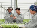 Nâng cao vị thế nông sản Việt Nâng cao vị thế nông sản Việt