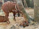 Thực hư thú chết ở Vinpearl Safari Phú Quốc Thực hư thú chết ở Vinpearl Safari Phú Quốc