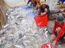 Nghịch lý cá tra Nghịch lý cá tra