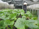 Rau VietGAP lận đận Rau VietGAP lận đận