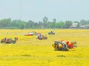 Lo lúa, gạo rớt giá Lo lúa, gạo rớt giá