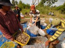 Vực dậy ngành tôm Vực dậy ngành tôm