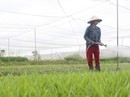 Ra ngoại ô Sài Gòn mở trang trại thuê đất trồng rau Ra ngoại ô Sài Gòn mở trang trại thuê đất trồng rau