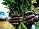 Đáng sợ lá khat! Đáng sợ lá khat!