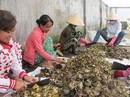 Thu tiền tỉ từ đồ phế phẩm Thu tiền tỉ từ đồ phế phẩm