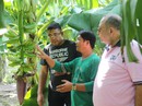 Lão nông chịu chơi, thuê chuyên gia nước ngoài trồng chuối Lão nông chịu chơi, thuê chuyên gia nước ngoài trồng chuối