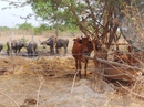 Thanh tra toàn diện dự án Thảo cầm viên Sài Gòn Safari Thanh tra toàn diện dự án Thảo cầm viên Sài Gòn Safari