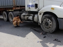 Va chạm xe container, nam thanh niên thiệt mạng Va chạm xe container, nam thanh niên thiệt mạng
