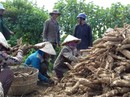 Giá 1 tạ mì = 1 tô phở Giá 1 tạ mì = 1 tô phở