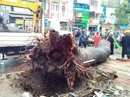 Cây xanh gây họa: Chớ đổ hết cho thiên tai! Cây xanh gây họa: Chớ đổ hết cho thiên tai!