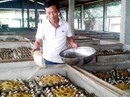 'Vua dế' Đồng Tháp Mười 'Vua dế' Đồng Tháp Mười
