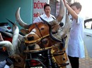 Đầu thú “quý hiếm” giá rẻ xuống đường Đầu thú “quý hiếm” giá rẻ xuống đường