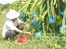 Loay hoay chặt - trồng, nuôi - bỏ (*): Lên bờ xuống ruộng vì theo phong trào Loay hoay chặt - trồng, nuôi - bỏ (*): Lên bờ xuống ruộng vì theo phong trào