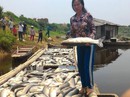 Thanh Hóa báo cáo Thủ tướng vụ cá chết hàng loạt Thanh Hóa báo cáo Thủ tướng vụ cá chết hàng loạt