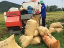 Bảo kê... máy gặt lúa Bảo kê... máy gặt lúa