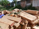 Phát hiện thêm hàng chục phách gỗ pơ mu sát vách biên phòng Phát hiện thêm hàng chục phách gỗ pơ mu sát vách biên phòng