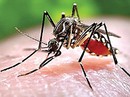 Cách phát hiện sớm sốt xuất huyết Cách phát hiện sớm sốt xuất huyết
