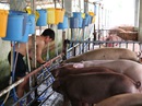 "Mất sản nghiệp, đi tù khi sử dụng chất cấm" "Mất sản nghiệp, đi tù khi sử dụng chất cấm"