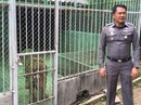 Thái Lan rà soát hàng loạt sở thú sau vụ 40 xác hổ trong chùa Thái Lan rà soát hàng loạt sở thú sau vụ 40 xác hổ trong chùa