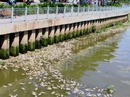 Bàn giải pháp cứu đàn cá Nhiêu Lộc - Thị Nghè Bàn giải pháp cứu đàn cá Nhiêu Lộc - Thị Nghè