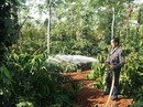 Mất mùa, giá cà phê tăng cao Mất mùa, giá cà phê tăng cao
