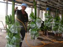 “Vua chuối” Võ Quan Huy “Vua chuối” Võ Quan Huy