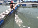 Cá bè Long Sơn lại chết trắng Cá bè Long Sơn lại chết trắng