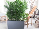 7 loại cây thanh lọc không khí nên trồng trong nhà 7 loại cây thanh lọc không khí nên trồng trong nhà
