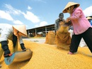 Đừng để người Việt phải ăn gạo ngoại Đừng để người Việt phải ăn gạo ngoại