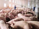 Chăn nuôi heo tiêu chuẩn VietGAP Chăn nuôi heo tiêu chuẩn VietGAP