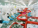 Xuất khẩu thủy sản vẫn khó khăn Xuất khẩu thủy sản vẫn khó khăn