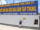 Rao bán lò giết mổ lớn nhất miền Tây Rao bán lò giết mổ lớn nhất miền Tây