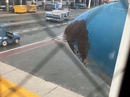 Ong vỡ tổ làm trễ chuyến bay Vietnam Airlines Ong vỡ tổ làm trễ chuyến bay Vietnam Airlines