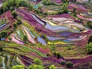 Ruộng bậc thang đầy màu sắc lạ mắt ở Vân Nam Ruộng bậc thang đầy màu sắc lạ mắt ở Vân Nam
