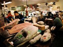 Thăm chợ cá ngừ Tsukiji lớn nhất thế giới Thăm chợ cá ngừ Tsukiji lớn nhất thế giới