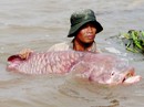 Chuyện ly kỳ về "ông" cá hô trên dòng Vàm Nao Chuyện ly kỳ về "ông" cá hô trên dòng Vàm Nao
