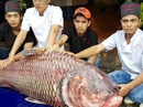 Cá 'khổng lồ' giá cao bao nhiêu cũng hết Cá 'khổng lồ' giá cao bao nhiêu cũng hết
