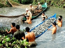 Ly kỳ thầy đìa miền Tây kể chuyện nghe "cá thở" Ly kỳ thầy đìa miền Tây kể chuyện nghe "cá thở"